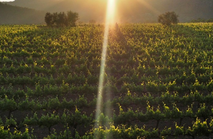 D.O. Penedès i D.O. Tarragona