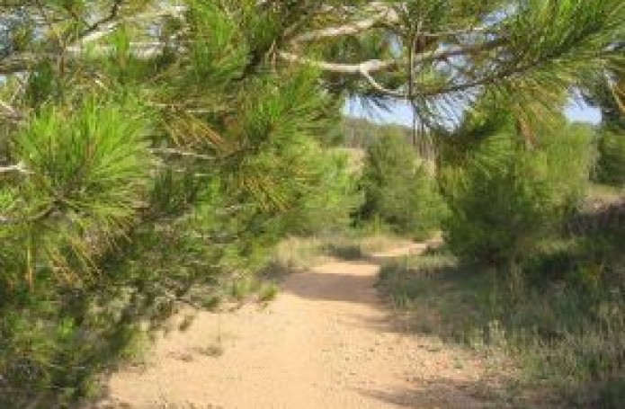 Ruta 5
