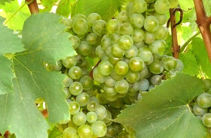 D.O. Penedès i D.O. Tarragona